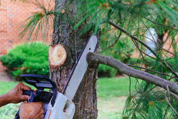 Best Weed Control  in Buena, NJ